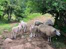 Sheep from the nearby field
