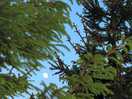 The christmas firs add a great vibe!