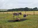 Donkeys