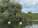 Swans