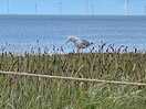 Local visitor!