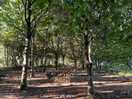 Woodland clearing