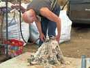 Goat shearing
