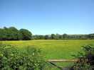 Local walk