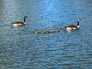 Mum dad and babies on the lake
