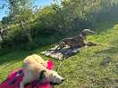 Dogs loved it to!