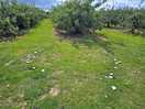 Fairy ring!