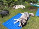 Happy dogs.