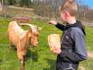 Goats