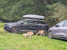Free roaming animals