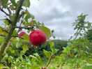 Camping in an apple orchard, 3/3