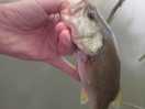Nice little large mouth from the marina