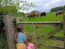 Cows on a nearby field