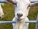 Goats and sheep on the site