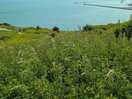 Devon