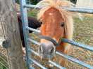 Pony