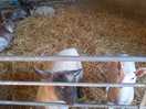 Cute lambs...best neighbours ever!