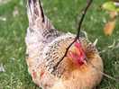 Chook