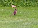 Burd