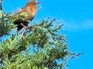 Local wildlife