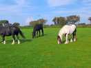 The horses that live on the farm