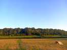 Lovely woodland view from the campsite