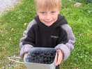 Blackberry picking down the track