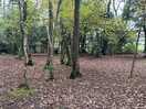 The woods in autumn.