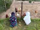 Chicken’s 🐓