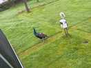 Local wildlife