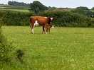 Such a gentle herd