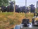 Cows