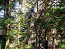Walking through the woods