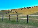 Cows