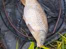 Good common