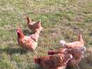 Chickens
