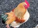 Favourite hen