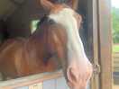 Kids were enthralled with the horses in the stables