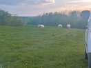 Line kiln field