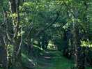 The wonky wood walk
