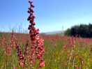 Beautiful spring flowers