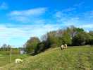 The beautiful sheep on site!