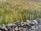 Countryside