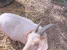 Friendly goats on site to view in their pen