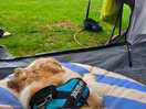 Such a peacful site, even the dogs were totally chilled