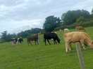 Nice to be so near cattle