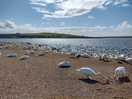 Only a few miles from abbotsbury swannery.