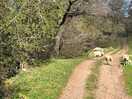 Walks plentiful
