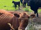Local residents