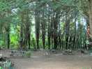 Lovely woodlands